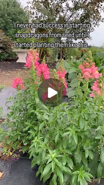 Rosalind Yoder | Indiana flower farm on Instagram: "Ok I’ll just be honest, I don’t always do the best with seedlings under grow lights 🫢 now you know my deepest gardener secret.
I tried growing snapdragons under my grow lights without success..so last February (late winter) I decided to grow them in plastic jugs using the winter sowing method and I was thrilled with the results. Mid -Late March the snapdragons started sprouting and early May I planted the seedlings into the cut flower garden. 
They took minimal care from me..just the way I like to grow my seedlings 😆  This year I’ve started all my snapdragons this way again and already have a whole bunch of seeds that sprouted. 
P.S. I’m in growing zone 5b.
Snapdragons are a must in my opinion for fresh flower bouquets. Let me know if y Growing Snapdragons, Snapdragons Flowers, Just Be Honest, Winter Sowing, Snapdragon Flowers, Plastic Jugs, Fresh Flower Bouquets, Cut Flower Garden, Late Winter