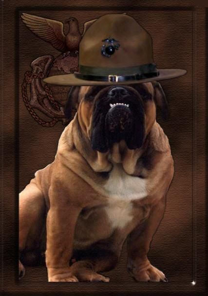 The Marine Corps Mascot-Sarge! Marine Devil Dog Marine Corps Birthday, Once A Marine, Dogs Pictures, Military Working Dogs, Marine Wife, Devil Dogs, Military Orders, Dog Picture, Marine Mom