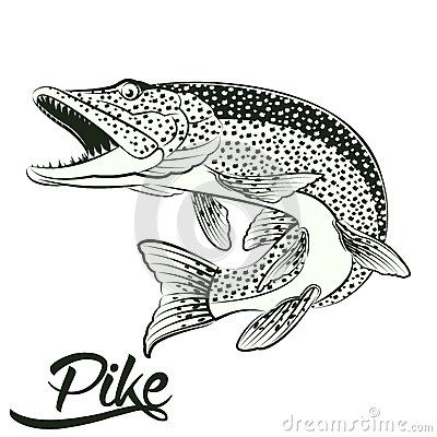 Pike Drawings, Pike Fish, Fly Fishing Art, Northern Pike, Monochrome Illustration, Fish Artwork, Fishing Decals, Cartoon Fish, Fishing Svg