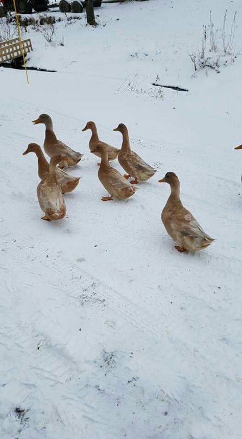 Buff orpingtons ducks with double blue dilution?? Buff Orpington Ducks, Orpington Duck, Buff Orpingtons, Buff Orpington, Duck And Ducklings, Wild Duck, Pen And Wash, Sketchbook Cover, Swedish House