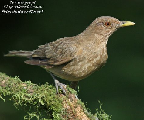 Turdus grayi . Yiguirro.  Ave Nacionsl de Costa Rica.  #Costarica #Aves # Birds Bb Glow, Costa Rica, Birds, Color, Nature