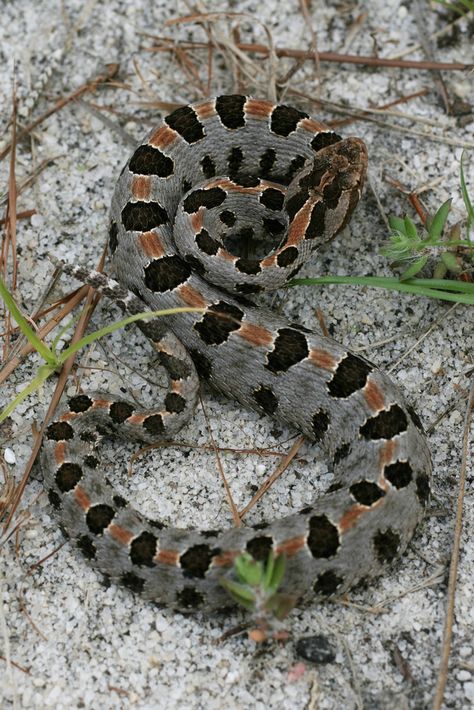 Snakes Pet, California King Snake, Snake Pictures, Snake Terrarium, Pet Snakes, King Snake, Rattle Snake, Cool Snakes, Colorful Snakes