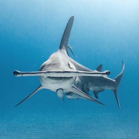 Shark lover on Instagram: “Hammer time!! This is a great hammerhead shark 🦈 📷|| @oliver_scholey  Follow me: @shark_lover_insta 👕Cool Shark T Shirts, Link in my bio…” Hammer Shark, Shark Images, Hammerhead Sharks, Cool Sharks, Shark Photos, Shark Fish, Shark Pictures, Fauna Marina, Shark Art