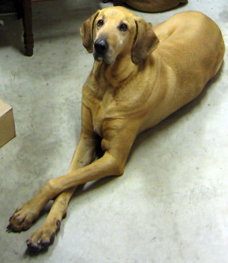 bloodhound photo | Goldens Retrievers: Bloodhound Golden Retriever Mix Great Dane Mix, Bloodhound Dogs, Good Dogs, Dog Crossbreeds, Heinz 57, Golden Retriever Mix, Hybrid Dogs, Great Dane Puppy, Great Dane Dogs