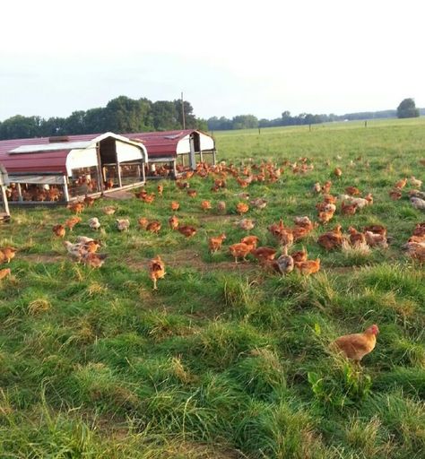 Our pastured chickens Poultry Farm Design, Poultry Business, Pastured Poultry, Poultry House, Backyard Chicken Coop Plans, Backyard Chicken Farming, Farm Plans, Farm Layout, Chicken Cages