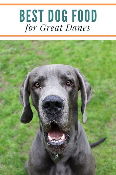 Are you wondering what the best Great Dane food is? Whether you have a Great Dane puppy or adult, feeding them proper nutrition is incredibly important to avoid growth-related diseases. Take a look at this article for great recommended foods for Great Danes and other large or giant breed dogs. #greatdane #bestdogfood Homemade Dog Food For Great Danes, Great Dane Facts, Dane Puppies, Giant Breeds, Great Danes, Great Dane Puppy, Dog Grooming Business, Dog Food Brands, Dane Dog