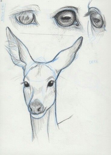 Bambi Sketch Deer Anatomy, Deer Eyes, Deer Face, Deer Sketch, Deer Drawing, Butterfly Coloring, Face Study, Nature Sketch, Elephant Drawing