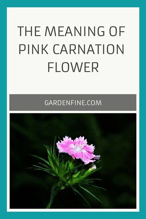 Pink Carnation Flower, Carnation Flowers, Flower Symbol, Platonic Relationship, Flowers Gardening, Pink Carnations, Carnation Flower, Meaning Of Love, Spiritual Meaning