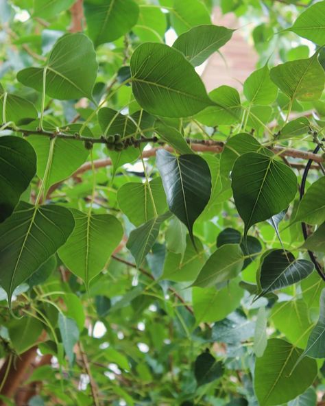 The serene beauty of the Peepal tree, with its heart-shaped leaves gently swaying in the breeze, offering a lush canopy of green tranquility. #greengold #green #leavewhileyoucan #peepal #tree #green #instalike #instapakistan🇵🇰 #instaphotography #instacool Peepal Tree, Green And Gold, Lush, Green, Photography, Beauty, Quick Saves