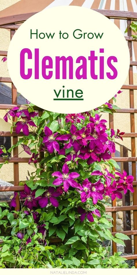 Trellis Privacy, Clematis Care, Vegetable Trellis, Clematis Trellis, Climbing Clematis, Clematis Plants, Trellis Ideas, Climbing Flowers, Outdoor Trellis