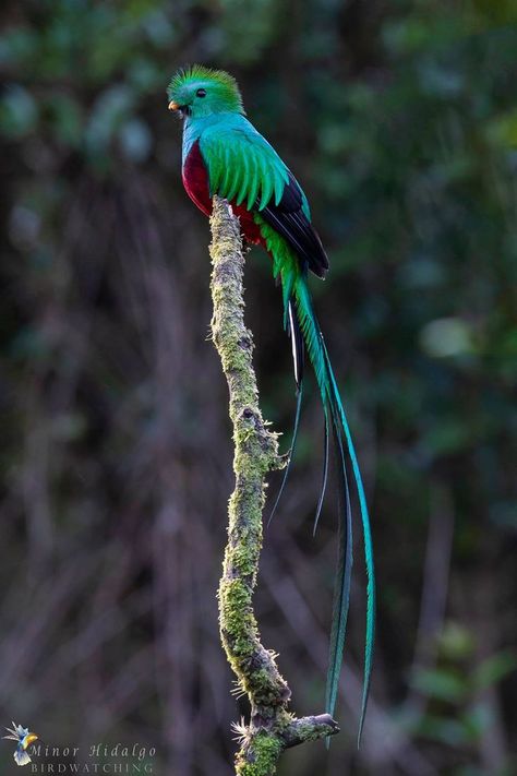 Resplendent Quetzal (Pharomachrus mocinno), Paraiso del Quetzal lodge Quetzal Tattoo, Resplendent Quetzal, Motifs Organiques, Jungle Birds, Animal Jungle, Nocturnal Birds, Beast Creature, Rare Species, Most Beautiful Animals