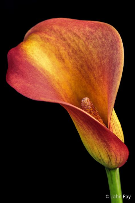 Callas Lily, Orange Calla Lily, Arum Lily, Oil Painting Inspiration, Watercolor Flower Art, Calla Lily, Love Flowers, Flowers Photography, Flower Drawing