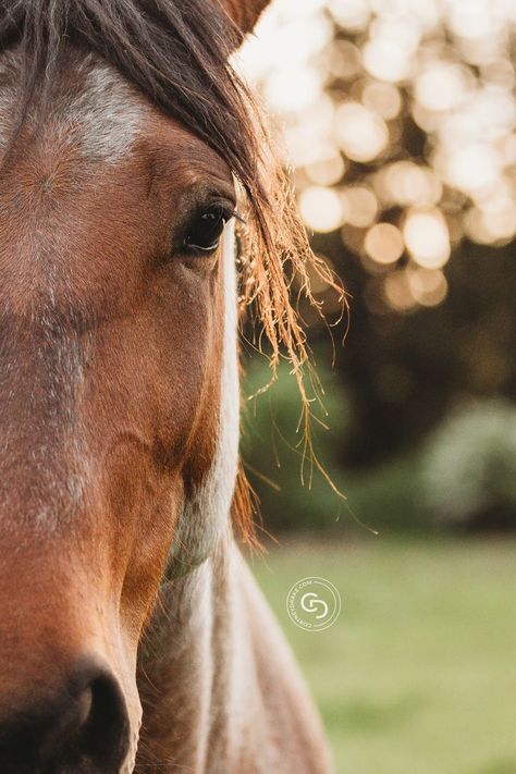 Horse Close Up Photography, Horse Details Photography, Horse And Person Photography, Farm Photography Ideas, Photos With Horses Ideas, Diy Horse Decor, Horse Drawings Easy, Photo With Horse Ideas, Horse Pictures With People