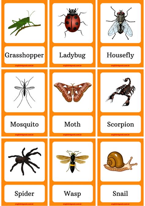 Insects Flashcards - English4Good - Vocabulary practice Pictures Of Bugs Insects, Insects Pictures, Bug Activity, Insect Pictures, Insects For Kids, Fruits Name In English, Bug Activities, Pictures Of Insects, English Project