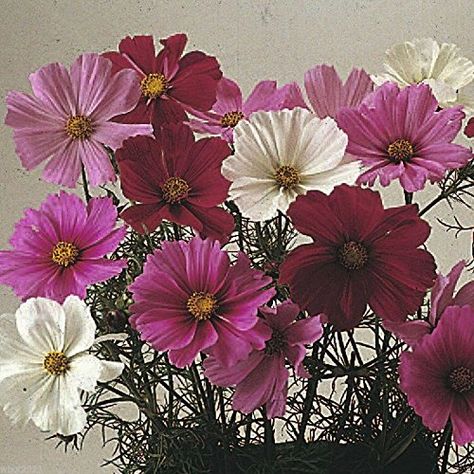 Cosmos Bipinnatus, Cosmos Flowers, Attracting Bees, Annual Flowers, Spring Hill, Caicos Islands, Flower Seeds, Turks And Caicos Islands, Cut Flowers