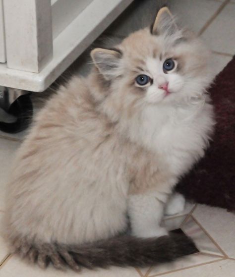 4 Cats, Ragdoll Kittens, Siamese Kittens, Ragdoll Kitten, Gorgeous Cats, Cat Facts, Ragdoll Cat, Cute Cats And Kittens, Cute Kittens