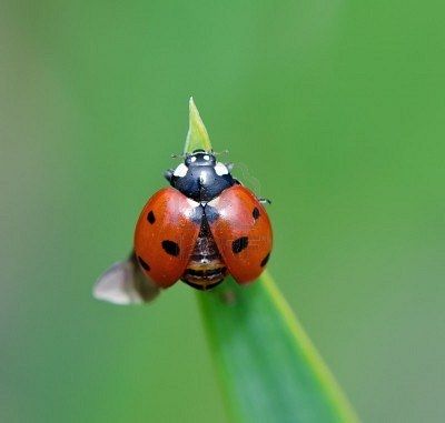 Prepare for take off! Ladybug Wings, Woodworking Carving, Snake Painting, Emoji Characters, Lady Bug Tattoo, Open Wings, Beautiful Bugs, Stencil Templates, Airbrush Art