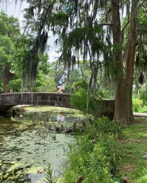 New Orleans Scenery, New Orleans Hotels Garden District, New Orleans Trees, Audubon Park New Orleans, New Orleans Park, New Orleans Things To Do In, New Orleans Houses, New Orleans Swamp, New Orleans Aesthetic