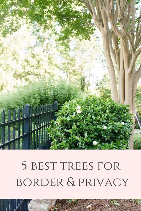 Privacy Trees Ideas, Coastal Privacy Landscaping, Privacy Trees Along Driveway, Backyard Landscape Layout, Roadside Privacy Landscaping, Best Trees And Shrubs For Privacy, Landscape Design Large Property, Modern Trees Landscape, Arbor Vitae Privacy