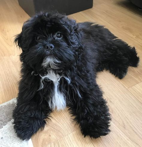 12 Things You Need to Know About Shihpoo | Poodle Mix Club Shitzu Poodle Mix, Shitzu Poodle, Shih Tzu Poodle Mix, Shih Poo Puppies, Black Shih Tzu, Poodle Mix Puppies, Shih Tzu Poodle, Poodle Mix Dogs, Short Attention Span