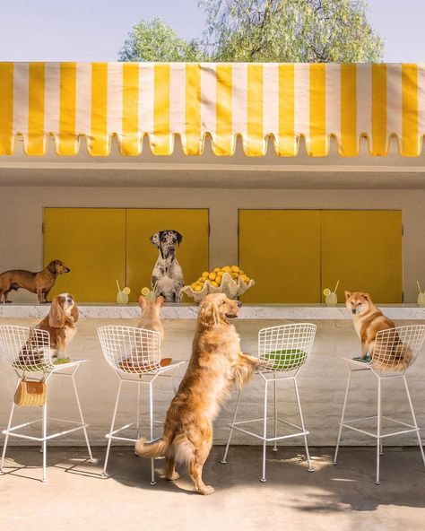 Gray Malin | Photographer on Instagram: “Cheers to the weekend 🍋🥂 Pictured: The Lemonade Stand, Parker Palm Springs #cheers #friday #fridayvibes #palmsprings #parkerpalmsprings…” Gray Malin Photography, The Dog Star, Pet Brand, Parker Palm Springs, Dog Cafe, Gray Malin, Really Cute Puppies, Dog Artwork, Lemonade Stand