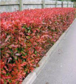 Colourful Hedge Plants Photinia Fraseri Red Robin, Hedges Landscaping, Photinia Red Robin, Laurel Hedge, Landscaping Along Fence, Evergreen Hedge, Garden Hedges, Hedging Plants, Garden Shrubs