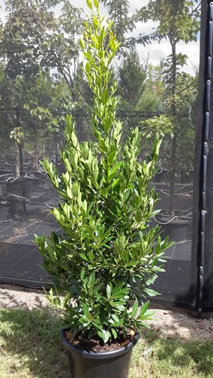 Bay leaf - fast growing to 7.5m unless pruned Bay Leaf Tree, Evergreen Magnolia, Fast Growing Hedge, Pool Plants, Cupressus Sempervirens, Laurus Nobilis, Bay Tree, Bay Leaf, Shade Trees