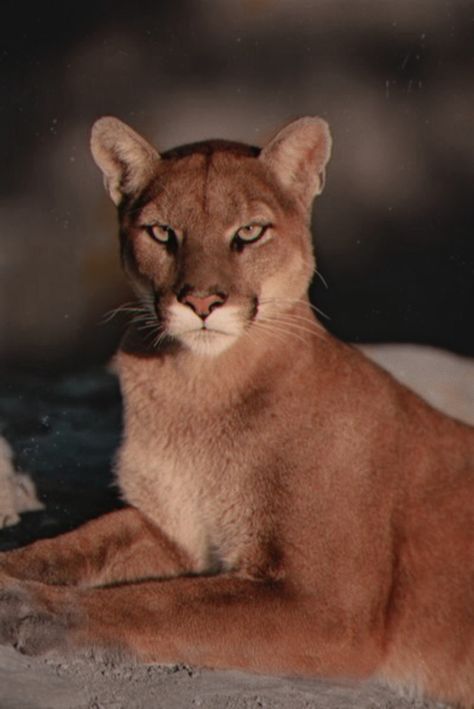 Leão da montanha olhando Mountain Lion Aesthetic, Cougar Photography, Cougar Aesthetic, Puma Aesthetic, Cougar Animal, Puma Animal, Mountain Lions, Exotic Cats, Mountain Lion