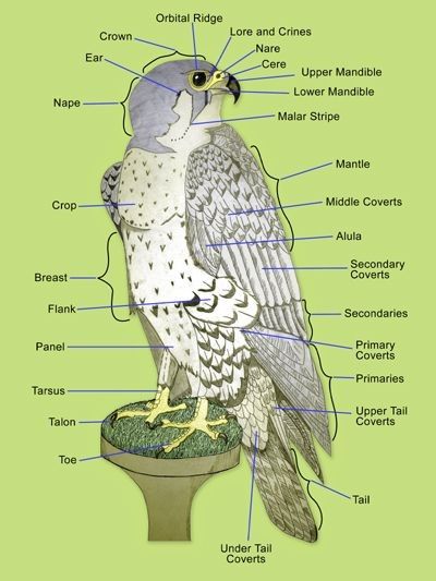 Falconry Equipment, Basic Anatomy, Raptors Bird, Peregrine Falcon, Bird Carving, Kestrel, Peregrine, Bird Drawings, Birds Of Prey