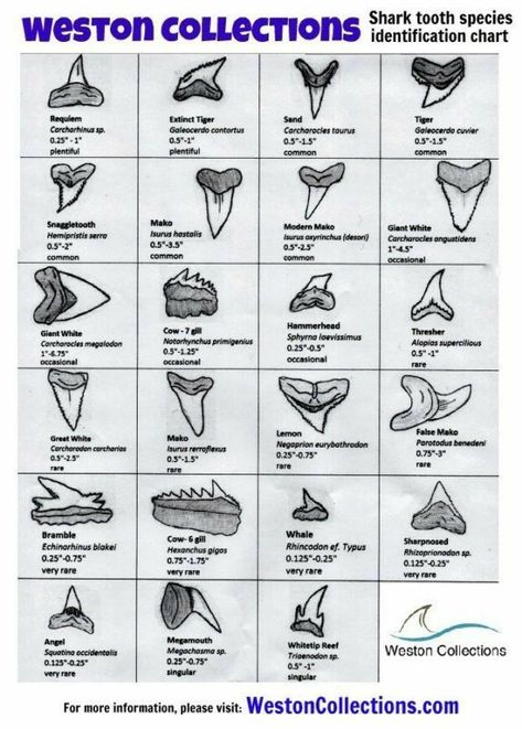 Shark Teeth Crafts, Shark Tooth Tattoo, Tooth Tattoo, Shark Tail, Sharks Teeth, Shark Facts, Fossil Hunting, Rocks And Fossils, Ocean Tattoos