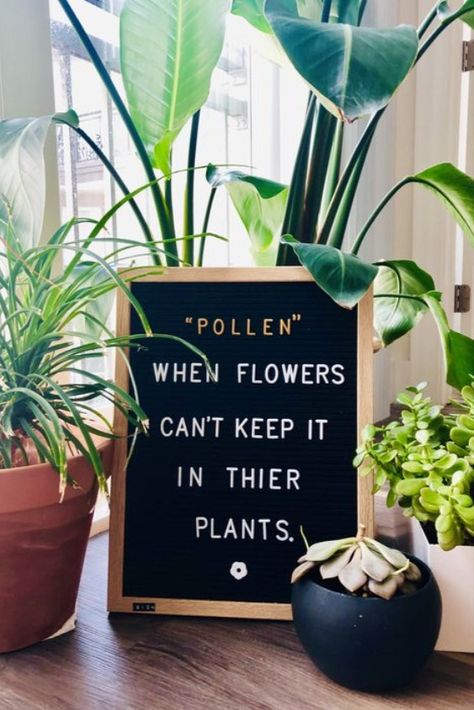 Spring Letterboard, Plant Quotes, Letterboard Signs, Message Board Quotes, Plant Puns, Spring Quotes, Plants Quotes, Felt Letter Board, Word Board