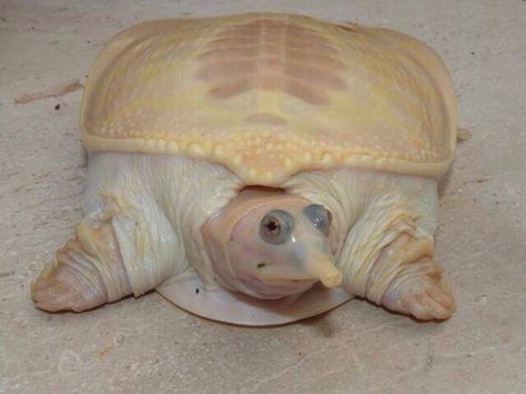 Albino soft shell turtle Soft Shell Turtle, Softshell Turtle, Melanistic Animals, Rare Albino Animals, Shell Turtle, White Animals, Albino Animals, Tortoise Turtle, Raw Chicken