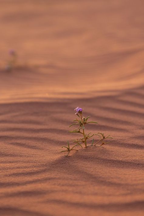 Wildflowers in Wadi Rum - Read our blog post on the best time to visit Wadi Rum | Wadi Rum Desert | Wadi Rum, Jordan | Desert Eyes Jordan Desert, Wadi Rum Jordan, Australia Landscape, Desert Aesthetic, Desert Flowers, Rosé Aesthetic, Wadi Rum, Desert Vibes, Desert Rose