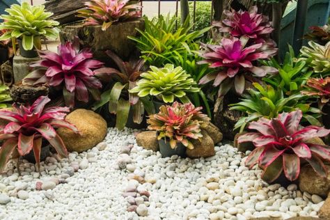 Bromeliad Landscaping Ideas, Bromeliads Garden, Bromeliads Landscaping, Vertikal Garden, Bali Garden, Garden Mum, Garden Prepping, Tanaman Indoor, Tropical Garden Design