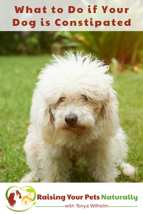 Constipation Relief For Dogs, Dog Constipation Remedies, Constipated Dog, Sore Legs, Constipation Remedies, Coconut Oil For Dogs, Positive Dog Training, Dog Remedies, Elderly Dogs