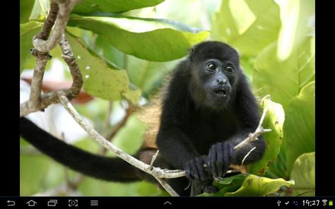 Photo by Veronique Pierre Spider Monkeys, Howler Monkey, Endangered Wildlife, Spider Monkey, Monkey Pictures, Animal Puns, Pet Monkey, Paws And Claws, The Rainforest