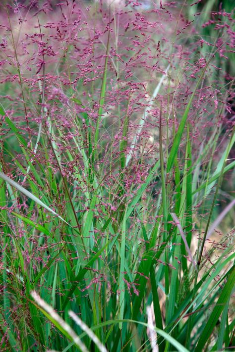 Panicum Virgatum, Gravel Garden, Grasses Garden, Veg Garden, Late Winter, Prairie Style, Courtyard Garden, Ornamental Grasses, End Of Season Sale