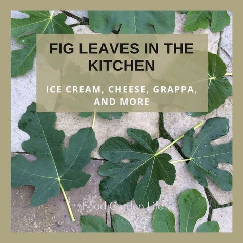 Cooking with fig leaves — Food Garden Life: Edible Garden, Vegetable Garden, Edible Landscaping Fig Leaf Recipes, Fig Leaf Tea, Eatable Flowers, Flowers Recipes, Rainbow Pasta, Fig Trees, Fig Plant, Green Fig, Fig Leaf