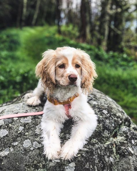 Field Spaniel Puppy, Asheville Nc Dog Friendly, Puppy Fall Pictures, Dog Forest Aesthetic, Baby Puppies, Cute Dogs And Puppies, Asheville Nc, Cute Creatures, Funny Animal Pictures