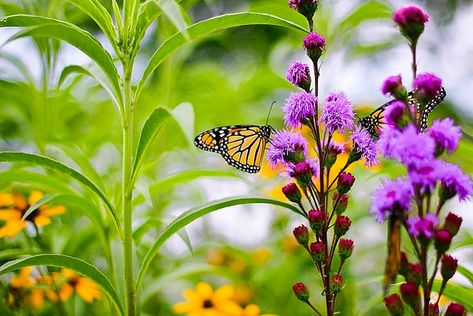 Great Pollinator Plants for Virginia Native Virginia Landscaping, Virginia Native Flowers, Native Plants Virginia, Native Virginia Plants, Virginia Native Plants Gardens, Virginia Gardening, Hillside Orchard, Penstemon Digitalis, Diys Art