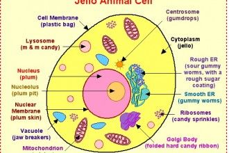 Parts Of Animal Cell , 5 Parts Of Cell Pictures In Cell Category Jello Animal Cell Project, Cells Diagram, Edible Cell Project, Edible Cell, Cell Model Project, Animal Cell Project, Cell Project, Cell Diagram, Animal Cells