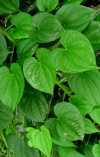 Dioscorea alata Leaves -Yam Yam Leaves, White Yam, Sweet Potato Leaves, Plant Shopping, Tree Identification, Reactive Oxygen Species, Climbing Vines, Nature Conservation, Plants Flowers