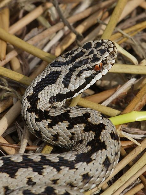 close up of a British Adder Animals Close Up, European Adder, Nature Curriculum, Adder Snake, Snake Pictures, Snake Photography, Puff Adder, Piercing Snake, Tam Lin