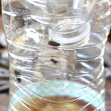 Water bottle fly catcher Fly Infestation, House Fly, Fly Catcher, Get Rid Of Flies, Types Of Bugs, Types Of Insects, Bug Control, Bees And Wasps, Fly Trap