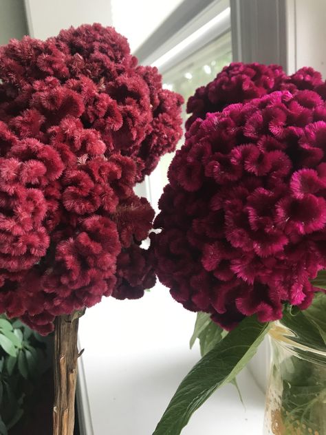 Last years dried cockscomb compared to this year fresh cut. So glorious! Coxcomb Flower Arrangement, Coxcomb Flowers, Cockscomb Flower Bouquet, Cockscomb Flower Floral Arrangements, Cockscomb Flower Garden, Red Dried Flowers, Raspberry Scabiosa, Celosia Flower, Romantic Gestures