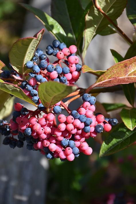 Low Maintenance Shrubs, Fruits Photos, Exquisite Gardens, Garden Calendar, Landscape Products, Small Shrubs, Blue Fruits, Garden Shrubs, Wildlife Gardening