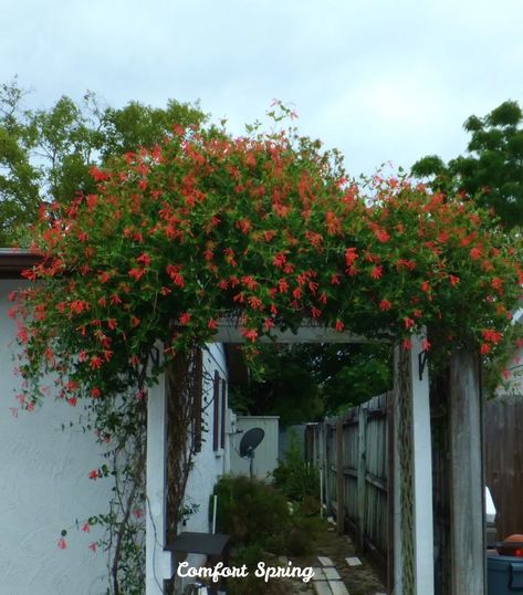 Trumpet Honeysuckle on the Arbor – Comfort Spring Pergola Honeysuckle, Mexican Honeysuckle, Trumpet Honeysuckle, Cape Honeysuckle Vine, Coral Honeysuckle, Vine Fence, Native Coral Honeysuckle, Old Chatham, Vine Wall