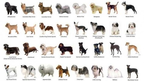 I got You can identify every dog breed just by looking at them! What Kind Of Dog Person Are You Based On Your Zodiac Sign? What Animal Are You, Types Of Dogs Breeds, Dog Breed Names, Different Types Of Dogs, Poodle Toy, Dog Breeds List, Beautiful Dog Breeds, Manchester Terrier, Most Beautiful Dogs