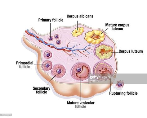 Ovarian-Cycle Hyperinsulinemia Diet, Ovarian Cycle, Jason Fung Intermittent Fasting, Human Body Diagram, Dr Jason Fung, Medical Ultrasound, Corpus Luteum, Molecular Genetics, Jason Fung