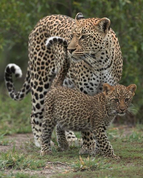 Leopard Photo, African Animals Photography, Leopard Pictures, African Leopard, Leopard Cub, Wild Animals Photos, Africa Animals, Perfect Teeth, Big Cats Art